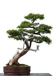 Pin Auf Bonsai Baume