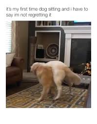 What Dog Game Is This In 2020 Funny Animal Videos Dog Games Cute Animals