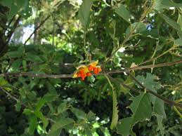 Image result for Glenniea africana