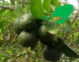 Ciri lain pantun adalah tidak terdapat nama penulis sebab penyebaran pantun dilakukan secara lisan. Mengenal Jeruk Purut Jeruk Pecel Furisuka Indonesia