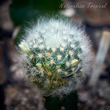 ¿sabías que todos los cactus son un tipo de suculentas? Mammillaria Albicoma Un Cactus Para Tu Coleccion