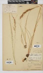 Image result for Megaloprotachne albescens