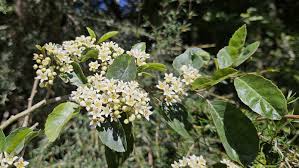Image result for Caperonia serrata