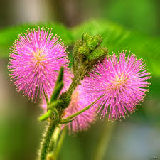 Image result for Mimosa pudica