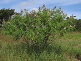 Image result for Tephrosia vogelii