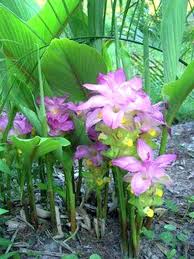 Propagation Bird Of Paradise Rhizome Ginger Plant Giant Plume Curcuma Elata Hidden Lily Ginger Plant Ginger Flower Lily Plants