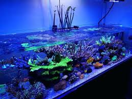 Mangrove Plants In Saltwater Aquarium Shallow Reef Tank Mangrove Mangrove Plants Reef Tank Reef Aquarium Reef Tank Aquarium