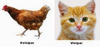 Hewan memiliki tiga cara untuk berkembang biak yaitu ovipar, vivipar, dan ovovivipar. Perbedaan Ovipar Dan Vivipar Tpb Uncp