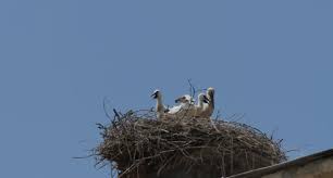 We did not find results for: How Do I Stop Birds From Coming Down My Chimney Find Out How
