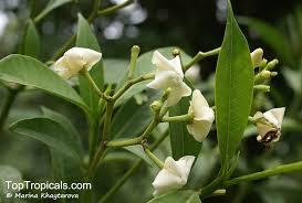 Image result for Voacanga thouarsii