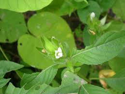 Image result for Asystasia mysorensis