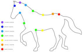 Chakras are the concentrated energy centers of the body. Equine Chakras And The Best Essential Oils