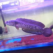 1,724 channa products are offered for sale by suppliers on alibaba.com, of which chickpeas accounts for 1%, lentils accounts for 1%, and other food & beverage accounts for 1%. Jual Channa Barca 30cm Kota Surabaya Diamond666adgetstore Tokopedia