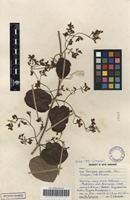 Image result for Tacazzea apiculata