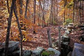Hike Weetamoo Woods In Tiverton Rhode Island Tiverton Tiverton Rhode Island Hiking Spots