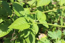 Image result for Stachytarpheta urticifolia