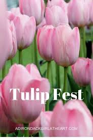 Maybe you would like to learn more about one of these? Albany S Tulip Fest Homage To Its Dutch History Adirondack Girl Heart