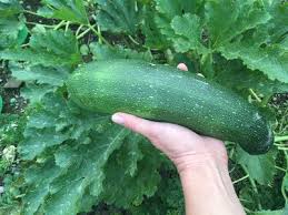 Dabei ist vor allem der hohe. Zucchini Pflanzen Die Besten Tipps Und Tricks Lubera