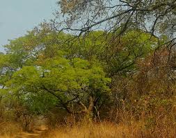 Image result for Brachystegia