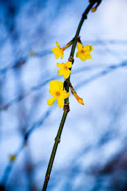 Check spelling or type a new query. 15 Best Early Spring Flowers Early Blooming Spring Flowers For Your Garden