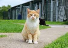 Tout savoir sur la durée de vie d'un chat