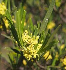 Image result for Psydrax