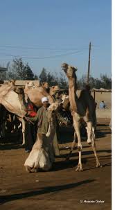We will drive until the tarmac road, and further on we will visit some remote buddha statues in the rock faces at choiriin bogd mountain. The Camel Market Society For The Protection Of Animal Rights In Egypt