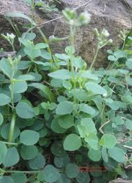 Image result for Drymaria