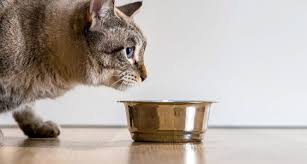 Here are 8 reasons why. Why Won T My Cat Eat Her Food