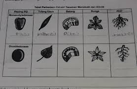 Ciri ciri tumbuhan monokotil brainly. 5 Tuliskan Perbedaan Ciri Antara Tumbuhan Monokotil Dengan Dikotil Dengan Memberiketerangan Pada Brainly Co Id