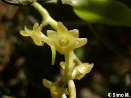 Image result for Rhipidoglossum