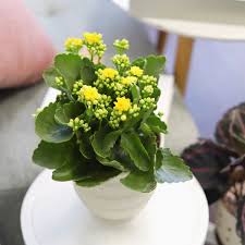 Image result for Kalanchoe calandiva