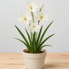 Image result for Tritonia