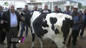 Hayvan Pazari Holstein Kasaplik Duve Fiyati Kahramanmaras 2018 Youtube