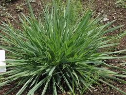 Image result for Anthoxanthum