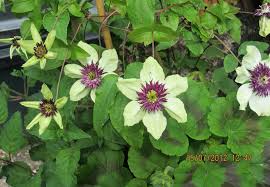 Maybe you would like to learn more about one of these? Vine Garden Home Facebook