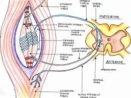 Neuroscience Marzban 10 3 13 Lecture Flashcards Oral Maxillofacial Oral Oral Surgery