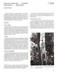 Image result for Alchornea occidentalis