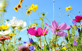 Check spelling or type a new query. How To Create A Wildflower Meadow In The Garden