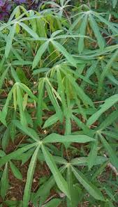 Pucuk ubi pucuk kangkung banyak bunyi pecah muncung pantek. Warisan Petani Ubi Kayu 2 Ubi Pulut