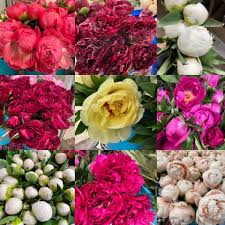Capital wholesale florist, inc., nashville, tennessee. Import Flowers Home Facebook