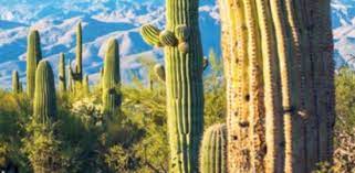 Uno de los tramos del muro en la frontera con méxico pasa por lo que ya se ha convertido en patrimonio nacional de ee.uu., la reserva organ pipe cactus en arizona, que limita con el estado mexicano de sonora. Ilegalmente Saqueo Masivo De Cactus De Arizona Gente D Italia