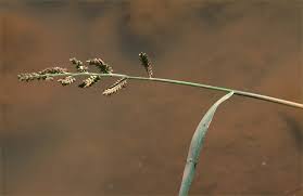 Image result for Echinochloa haploclada