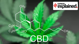 To increase the concentration of cbd and remove the thc, the oven needs heating up to 135°c for 45 minutes. Explained What Is Cbd Oil What Are The Legalities Of Its Use In India Explained News The Indian Express