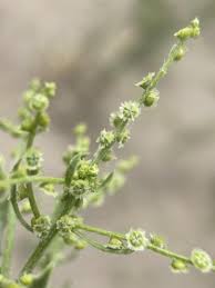 Image result for Dysphania schraderiana