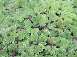 Image result for Azolla pinnata