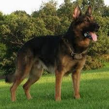 Black And Tan Faded German Shepherd Puppies Black And Red German Shepherd Pictures German Shepherd Pictures Red German Shepherd Black German Shepherd Puppies