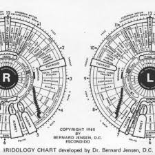 Iridology Chart Developed By Bernard Jensen 12 Download