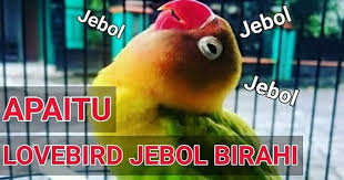 Download suara lovebird mp3 konslet lovebird kusomo juara untuk masteran ngekek panjang dengan berbagai macam jenis ,suara betina.masteran burung kicauan, terutama lovebird dengan menggunakan media audio mp3 tentunya menjadi daya tarik tersendiri dari kalangan kicaumania. 12 Ciri Burung Lakbet Jantan Dan Betina Terupdate Pojok Burung