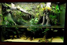 Https Www Google Com Search Q Paludarium Aquarium Landscape Vivarium Biotope Aquarium